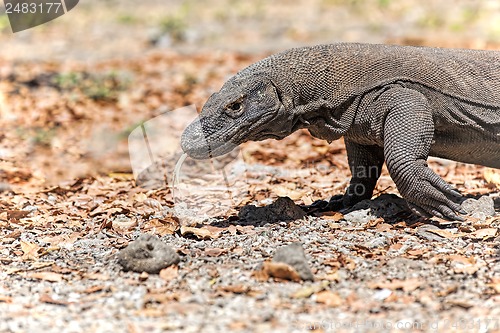 Image of Komodo Dragon