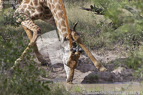 Image of Giraffe Drinking