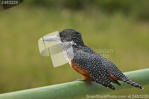 Image of Giant Kingfisher