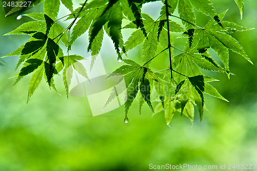 Image of Leaves