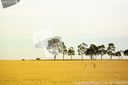 Image of Row of trees