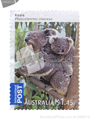 Image of Koala