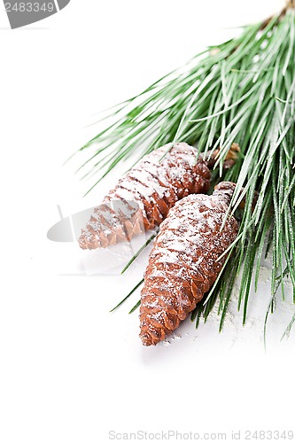 Image of fir tree branch with pinecones 