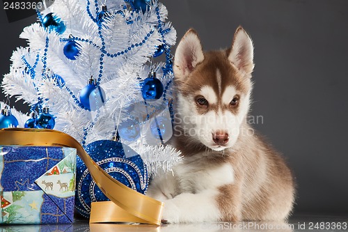 Image of cute husky puppy