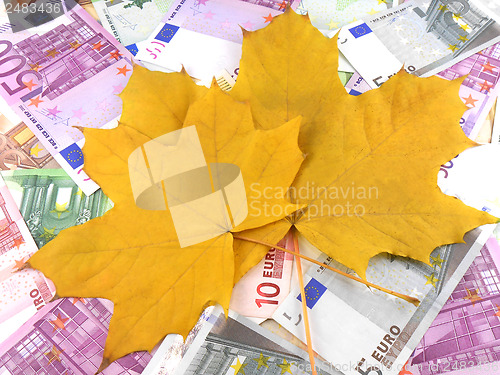 Image of euro money in autumn maple leaves