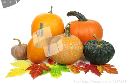 Image of Pumpkins isolated