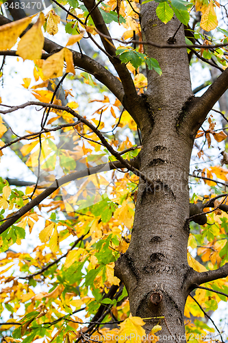 Image of Chestnut in autumn