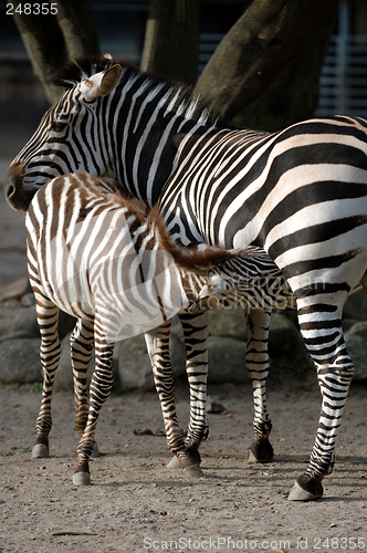 Image of Zebra fedding