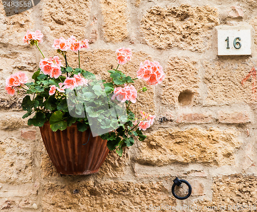 Image of Tuscan flowers