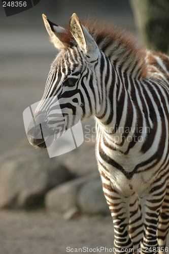 Image of Young zebra