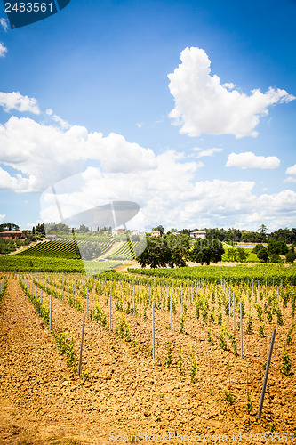 Image of Tuscany Wineyard
