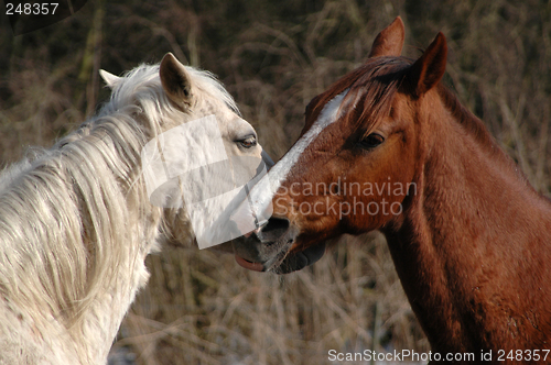 Image of Horse lovers