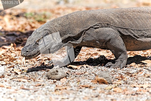 Image of Komodo Dragon