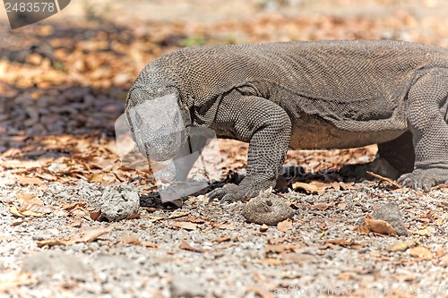 Image of Komodo Dragon