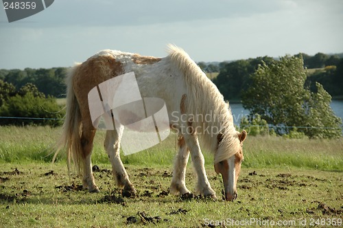 Image of Horse