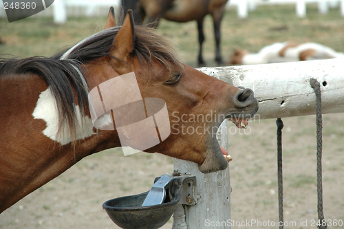 Image of Talking horse