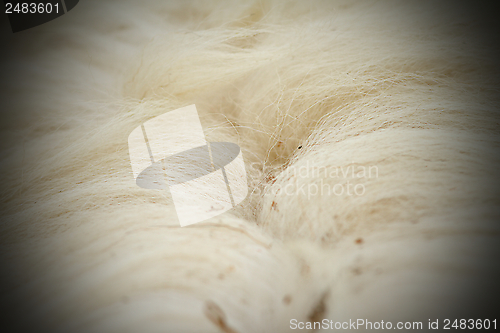 Image of abstract view of sheep fur