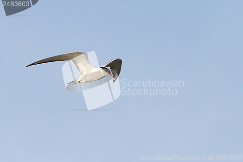 Image of adult common tern in flight