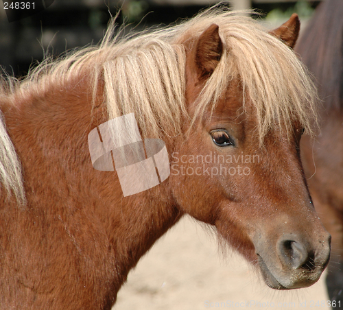 Image of Pony