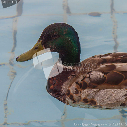 Image of Duck bird