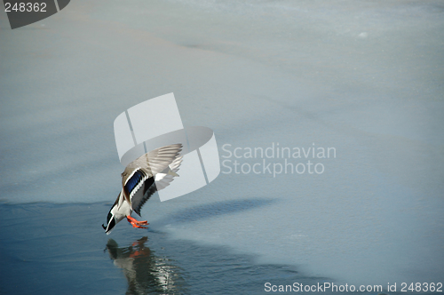 Image of Landing duck