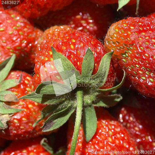 Image of Strawberries