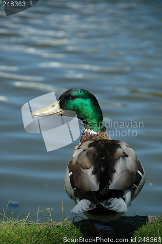 Image of Duck