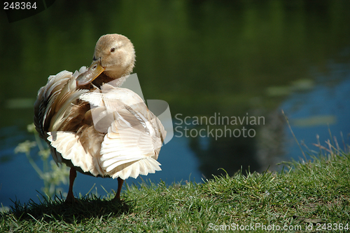 Image of Duck