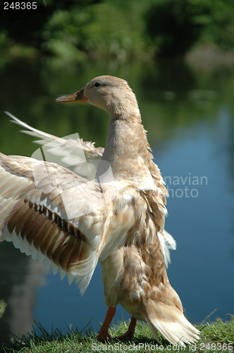 Image of Duck