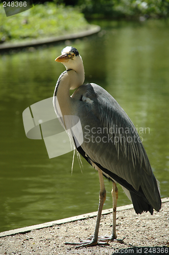 Image of Heron