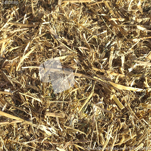 Image of Straw picture