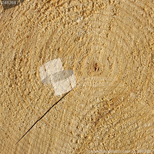 Image of Wood rings