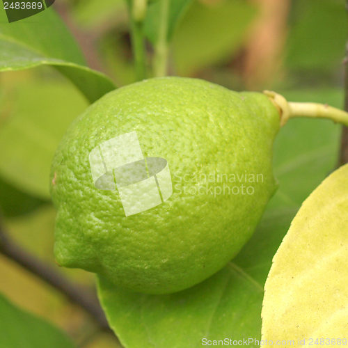 Image of Lemon picture