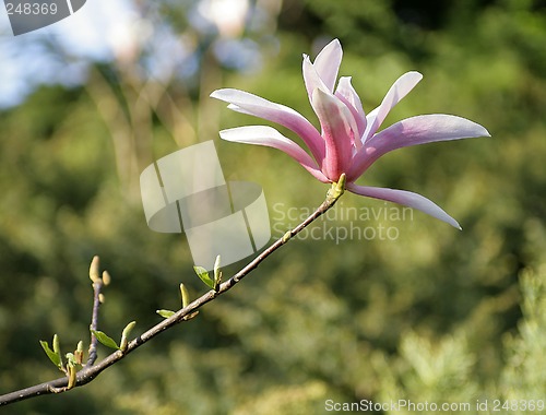 Image of Magnolia