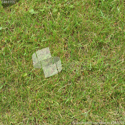 Image of Meadow grass