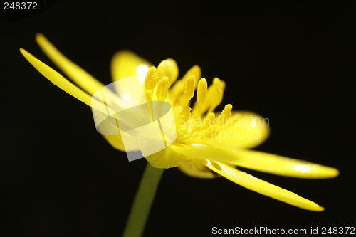 Image of Anemone