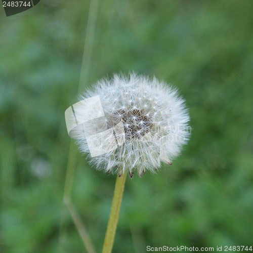 Image of Dandelion flower