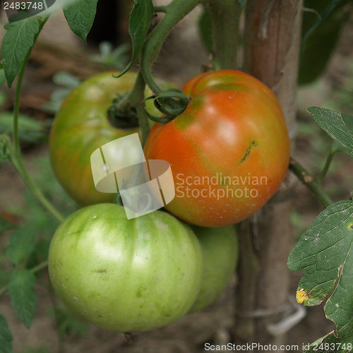 Image of Tomato
