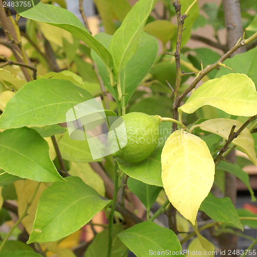 Image of Lemon picture