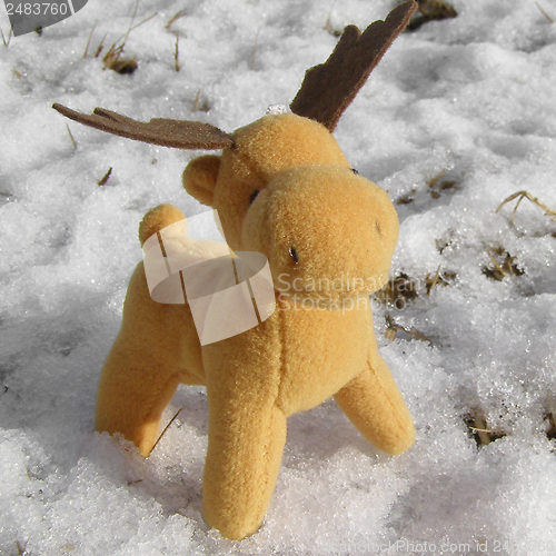 Image of Deer picture