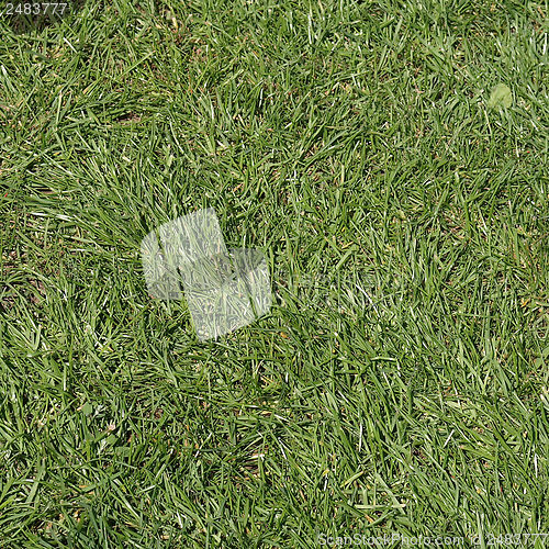 Image of Meadow picture
