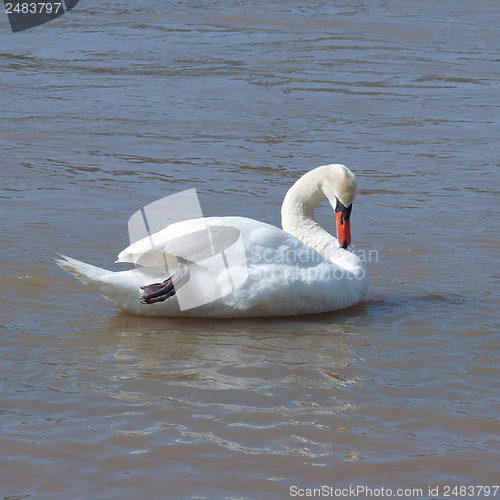 Image of Swan bird