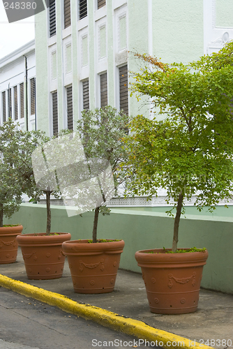 Image of plants on street old san juan puerto rico