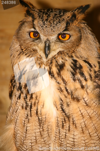 Image of Eagle Owl (1603)