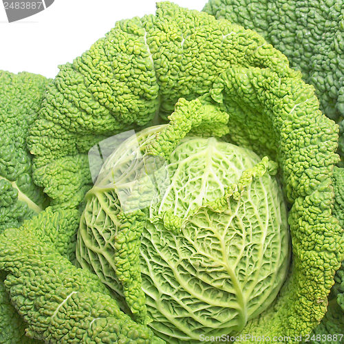 Image of Cabbage