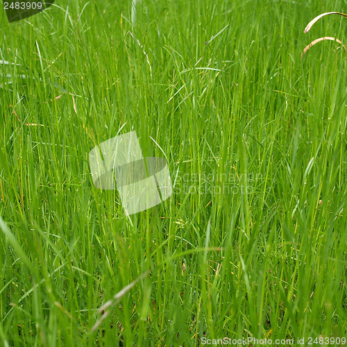 Image of Grass meadow