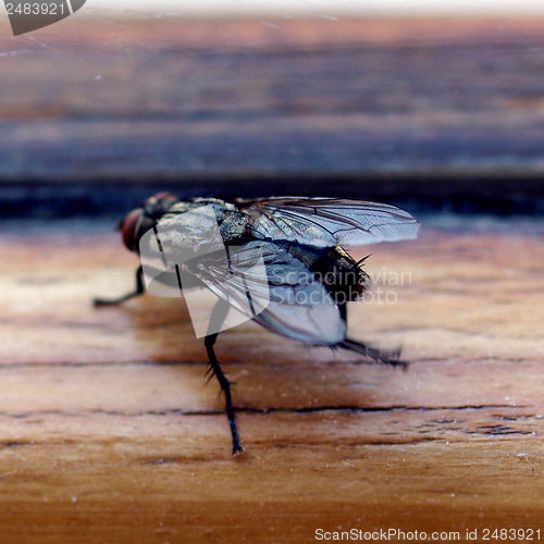 Image of Fly picture