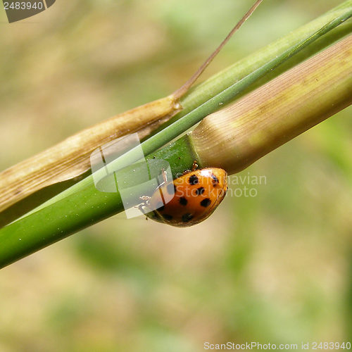 Image of Lady Beetle