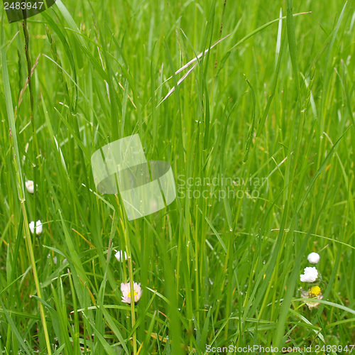Image of Grass meadow