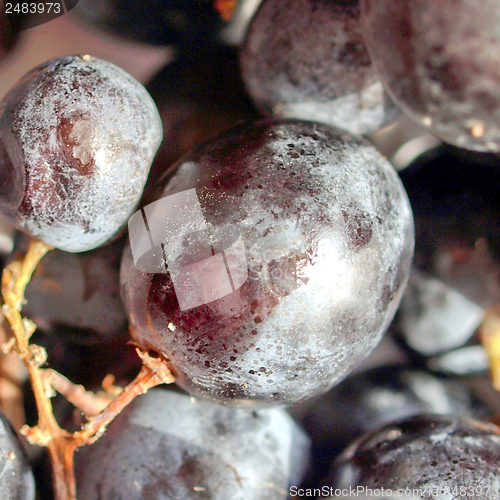 Image of Grape